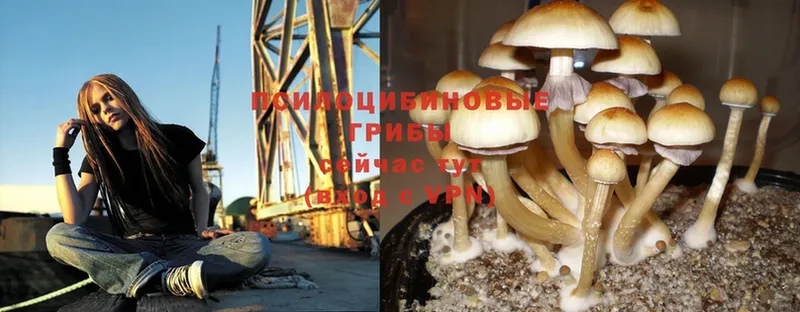 как найти закладки  ссылка на мегу ССЫЛКА  Псилоцибиновые грибы MAGIC MUSHROOMS  Меленки 